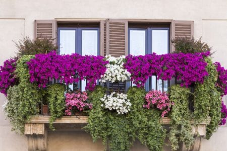Des surfinias pour une décoration balcon réussie