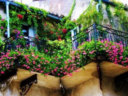 Décoration balcon, plantes grimpantes